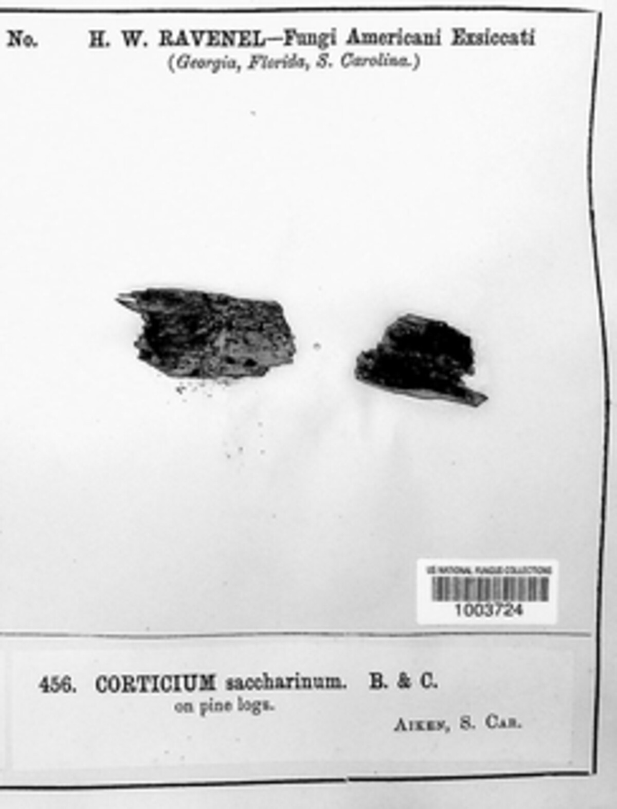 Corticium saccharinum image